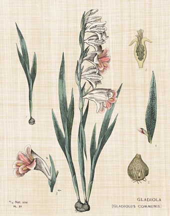 Framed Gladiola Chart Linen Print