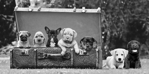 Framed Dog Pups in a Suitcase Print