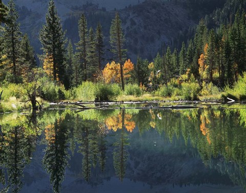 Framed Autumn Colors Of Aspen Trees Reflecting In A Beaver Pond Print