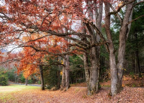 Framed Autumn Drive II Print