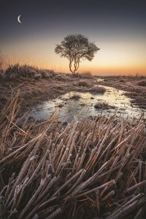 Framed Frost Print