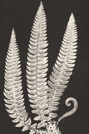 Framed Vintage Ferns Print