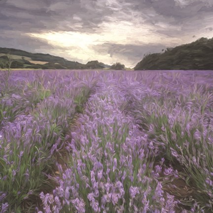 Framed Field of Lavender Print