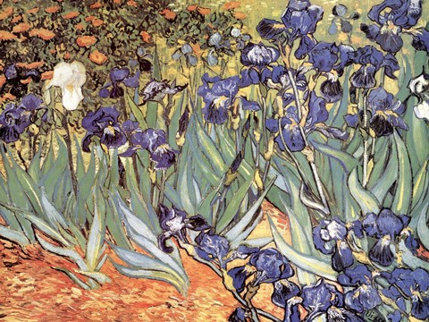 Framed Irises in the Garden, Saint-Remy, c.1889 Print