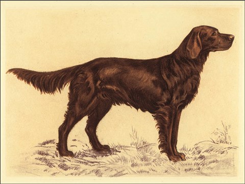 Framed Hunting Dogs-Setter Print