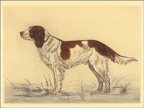 Framed Hunting Dogs-Spaniel Print