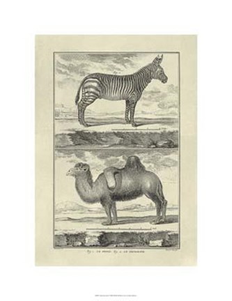 Framed Zebra Camel Print