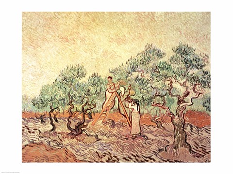 Framed Olive Grove, 1889 Print