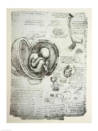 Framed Human Fetus in the Womb Print