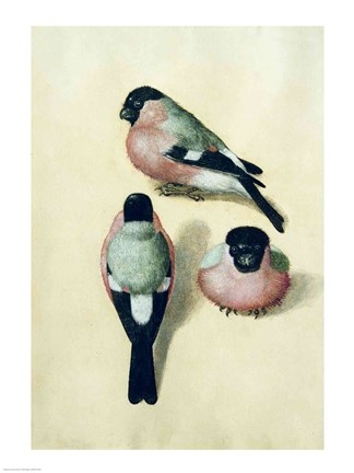 Framed Three studies of a bullfinch Print