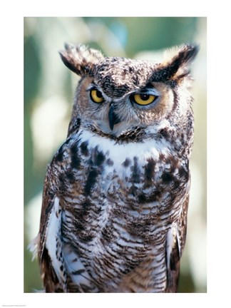 Framed Great Horned Owl Close Up Print