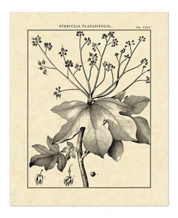 Framed Vintage Botanical Study I Print