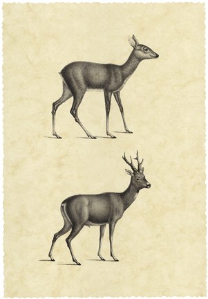 Framed Vintage Deer I Print