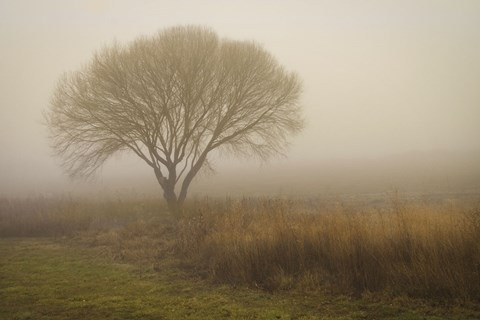 Framed Tree in Field Print