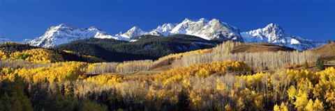 Framed USA, Colorado, Rocky Mountains, aspens, autumn Print