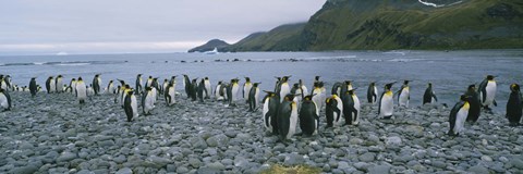 Framed Colony of King Penguins, South Georgia Island, Antarctica Print