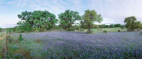 Framed Field of Bluebonnet flowers, Texas, USA Print