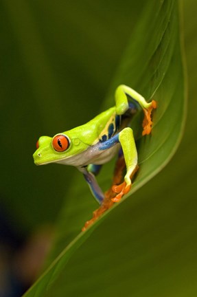 Framed Close-up of a Red-Eyed Tree frog (Agalychnis callidryas) sitting on a leaf, Costa Rica Print