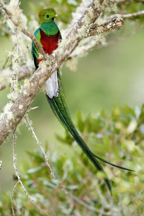 Framed Close-up of Resplendent quetzal (Pharomachrus mocinno) perching on a branch, Savegre, Costa Rica Print