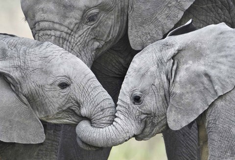 Framed African elephant calves (Loxodonta africana) holding trunks, Tanzania Print