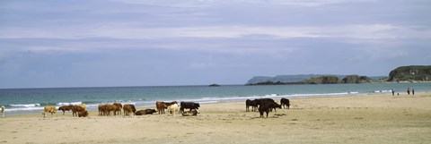 Framed Cows on the beach, White Rocks Bay, County Antrim, Northern Ireland Print