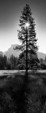 Framed Sun Behind Pine Tree, Half Dome, Yosemite Valley, California, USA Print