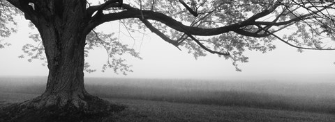 Framed Tree in a farm, Knox Farm State Park, East Aurora, New York State, USA Print