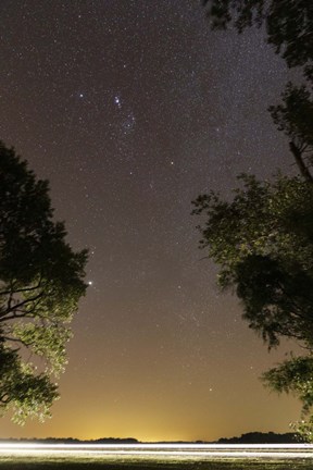 Framed Orion constellation between trees, Buenos Aires, Argentina Print