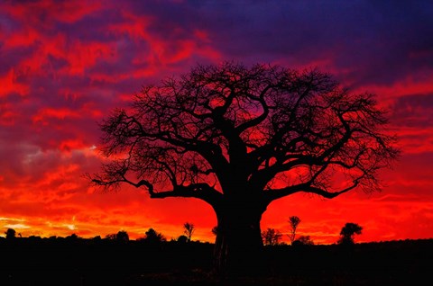 Framed African baobab tree, Tarangire National Park, Tanzania Print