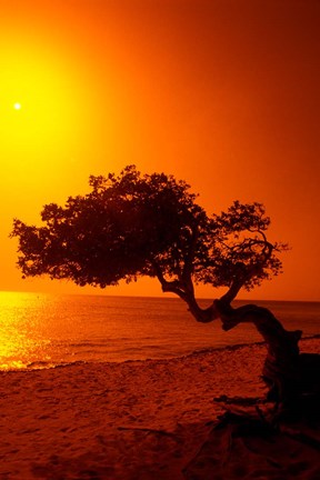 Framed Lone Divi Divi Tree at Sunset, Aruba Print
