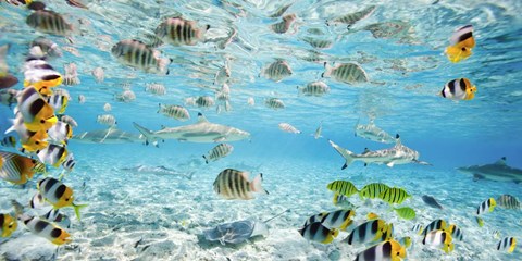 Framed Fish and sharks in Bora Bora lagoon Print