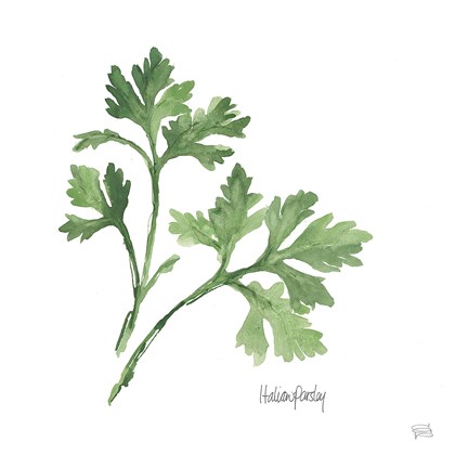 Framed Italian Parsley Print