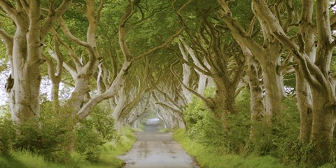 Framed Dark Hedges, Ireland Print