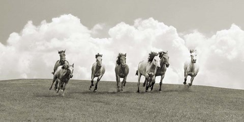 Framed Herd of Wild Horses (BW) Print