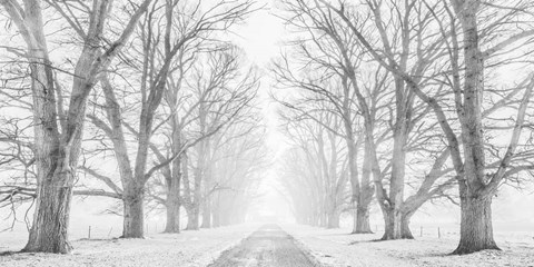 Framed Tree Lined Road in the Snow Print