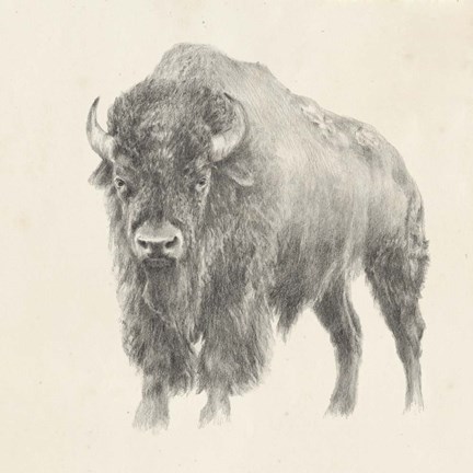 Framed Western Bison Study Print