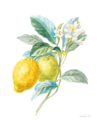 Framed Floursack Lemon II on White Print