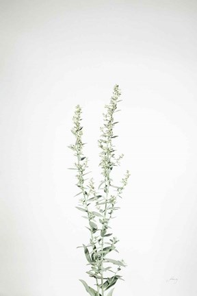 Framed Simple Stems IV Print