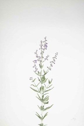 Framed Simple Stems III Print