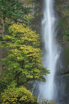 Framed Multnomah Falls color Print