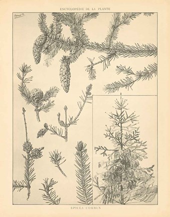 Framed Vintage Tree Sketches I Print