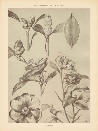 Framed Lithograph Florals II Print