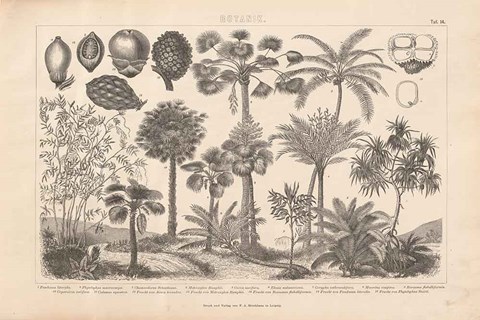 Framed Botanik II Vintage Print