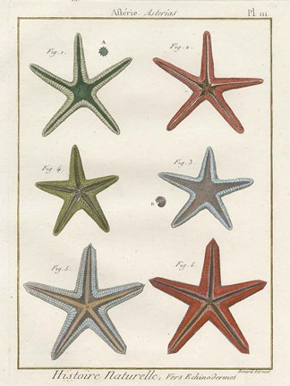 Framed Histoire Naturelle Starfish II Print