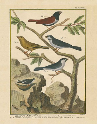 Framed Bird Drawing IV Print