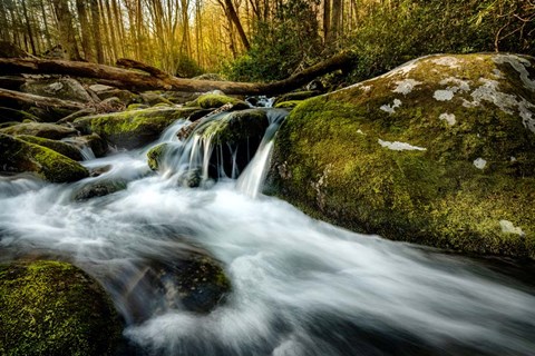 Framed Fallen Timber Print