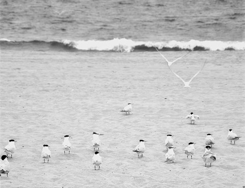 Framed Coastline Flock Print