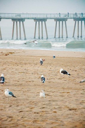 Framed Seagull Coast Print