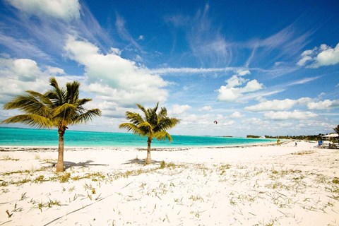 Framed Palms and Kites Print