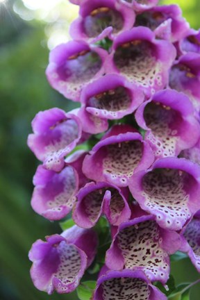 Framed Purple Trailing Flower Print